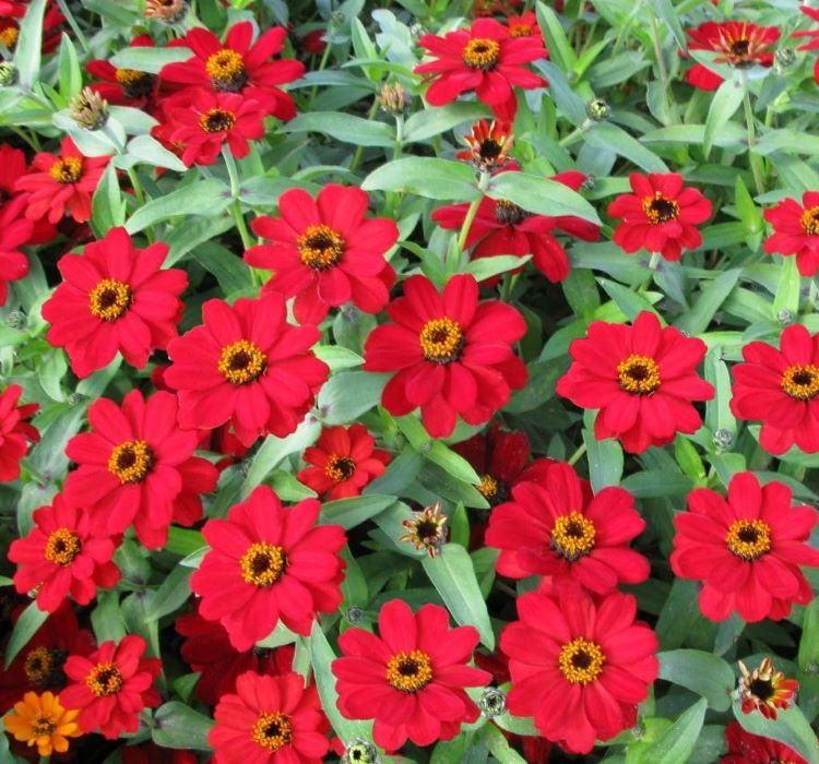 Zinnia%20Kırmızı%20Renkli%20-%20Mini%20çok%20çiçekli%20(%208%20Tohum%20)