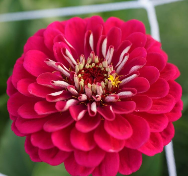 Zinnia%20-%20Kirli%20Hanım%20Tohumu%20(%20Dev%20çiçekli,%20Uzun%20Boylu%20)%20-%20Kırmızı%20Renkli%20-%205%20Tohum