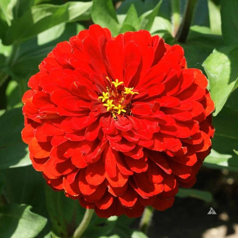 Zinnia%20Bodur%20Seri%20Kırmızı%20Renk%20-%20Saksılık%205%20Tohum