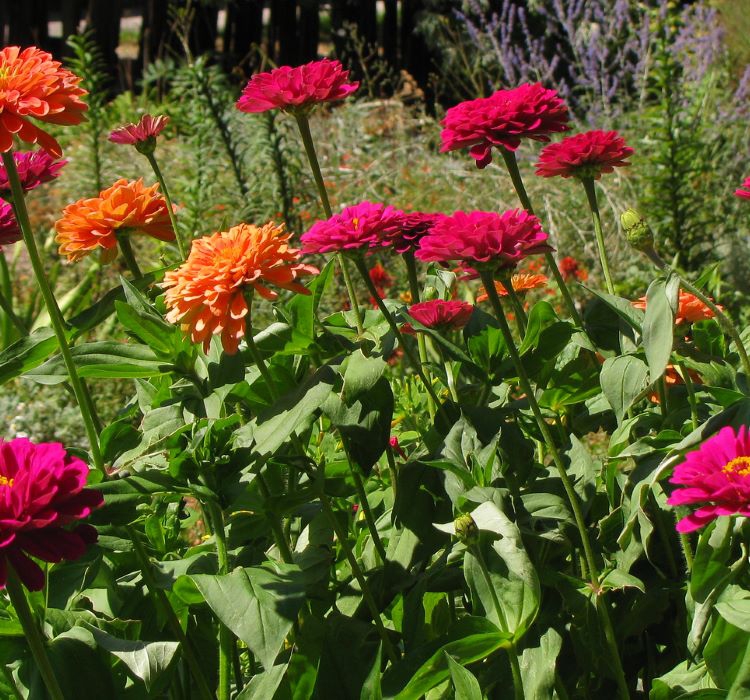 Zinnia%20-%20Kirli%20Hanım%20Tohumu%20(%20Dev%20çiçekli,%20Uzun%20Boylu%20)%20-%20Kırmızı%20Renkli%20-%205%20Tohum