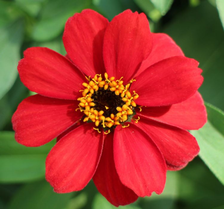 Zinnia%20Kırmızı%20Renkli%20-%20Mini%20çok%20çiçekli%20(%205%20Tohum%20)