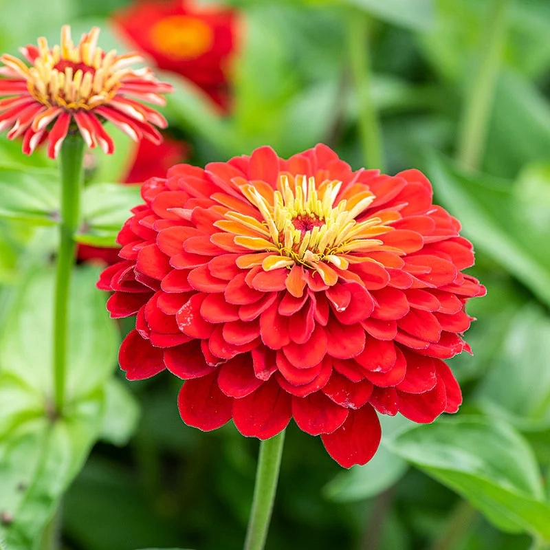 Zinnia%20Bodur%20Seri%20Kırmızı%20Renk%20-%20Saksılık%205%20Tohum