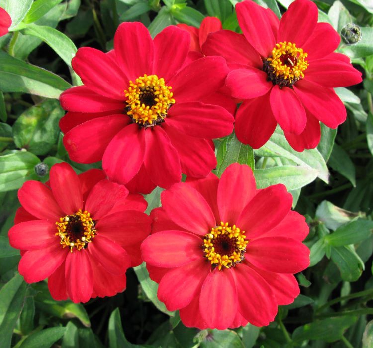 Zinnia%20Kırmızı%20Renkli%20-%20Mini%20çok%20çiçekli%20(%205%20Tohum%20)