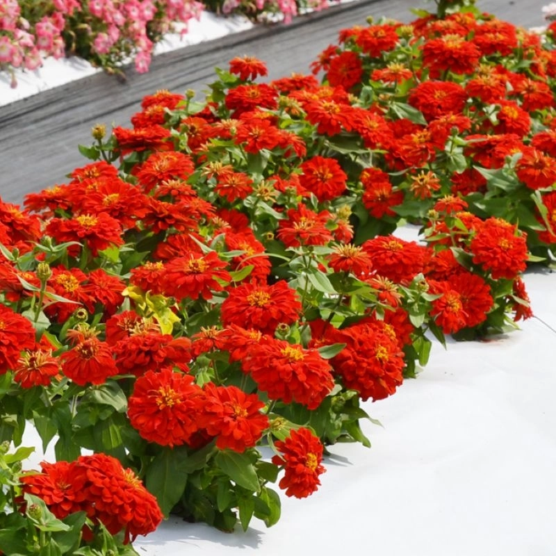 Zinnia%20Bodur%20Seri%20Kırmızı%20Renk%20-%20Saksılık%205%20Tohum