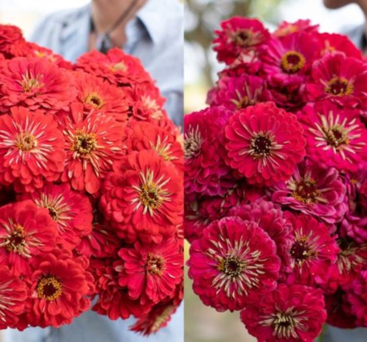 Zinnia%20-%20Kirli%20Hanım%20Tohumu%20(%20Dev%20çiçekli,%20Uzun%20Boylu%20)%20-%20Kırmızı%20Renkli%20-%205%20Tohum