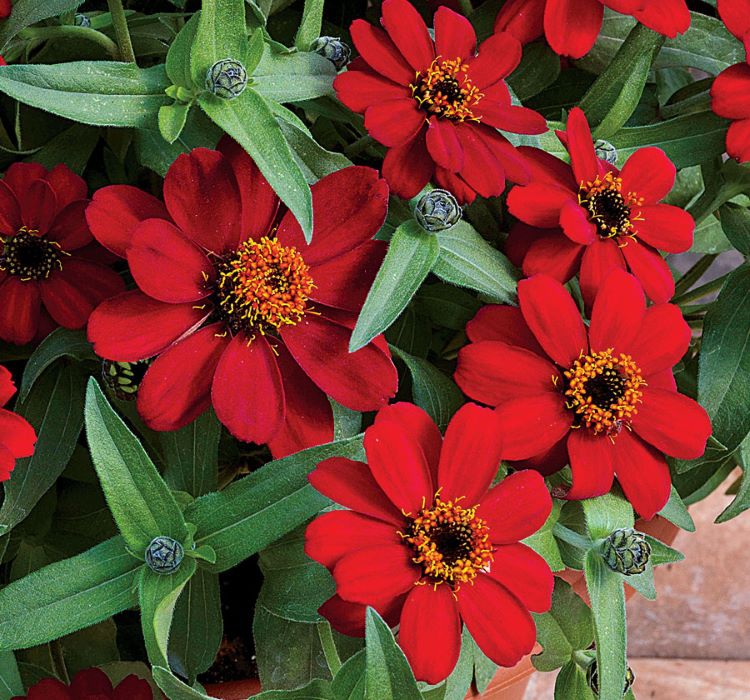 Zinnia%20Kırmızı%20Renkli%20-%20Mini%20çok%20çiçekli%20(%208%20Tohum%20)