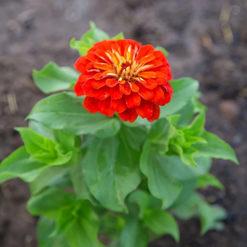 Zinnia%20Bodur%20Seri%20Kırmızı%20Renk%20-%20Saksılık%205%20Tohum