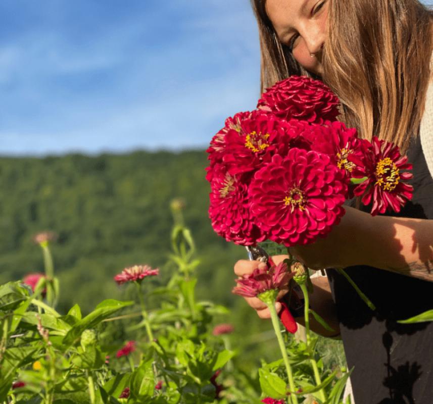 Zinnia%20-%20Kirli%20Hanım%20Tohumu%20(%20Dev%20çiçekli,%20Uzun%20Boylu%20)%20-%20Kırmızı%20Renkli%20-%205%20Tohum