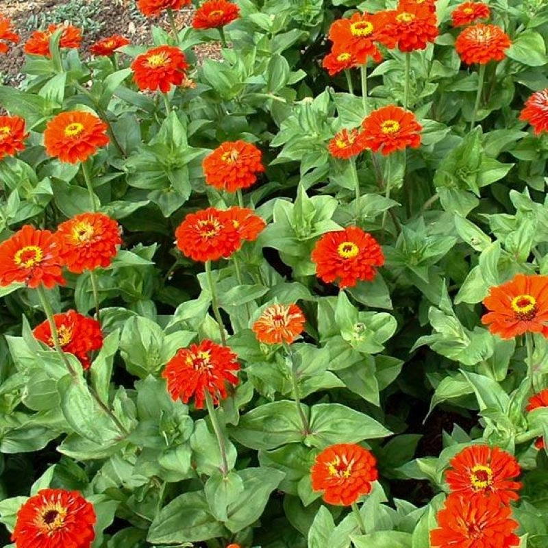 Zinnia%20Bodur%20Seri%20Kırmızı%20Renk%20-%20Saksılık%205%20Tohum