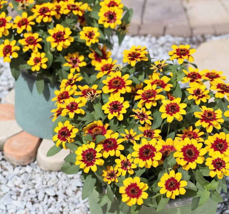 Zinnia%20Sarı%20Kırmızı%20Renkli%20-%20Mini%20çok%20çiçekli%20(%205%20Tohum%20)