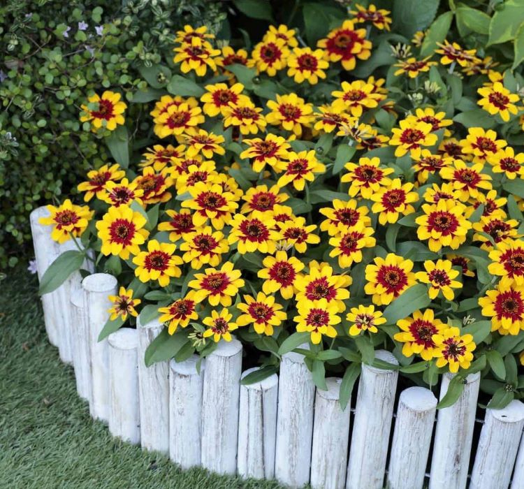 Zinnia%20Sarı%20Kırmızı%20Renkli%20-%20Mini%20çok%20çiçekli%20(%208%20Tohum%20)