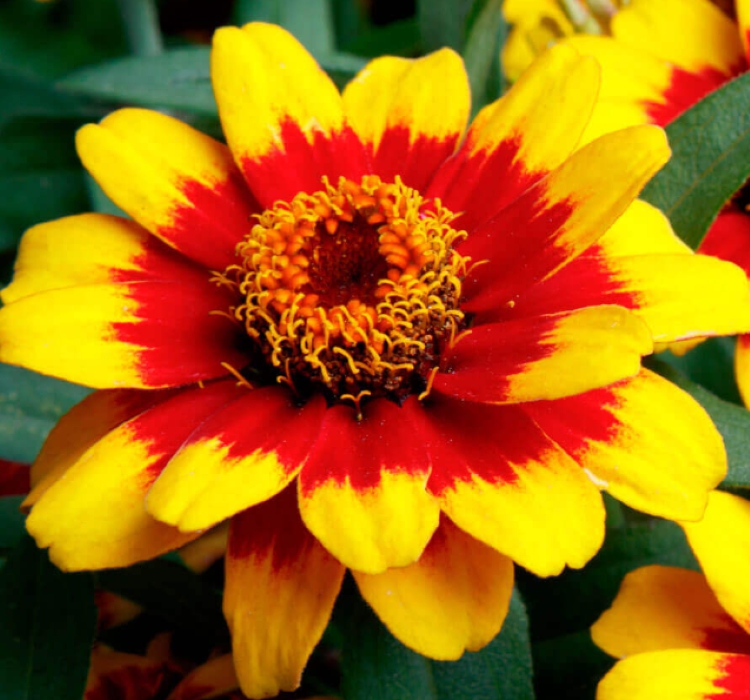 Zinnia%20Sarı%20Kırmızı%20Renkli%20-%20Mini%20çok%20çiçekli%20(%205%20Tohum%20)