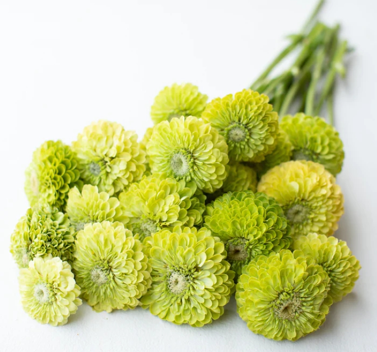 Zinnia%20-%20Kirli%20Hanım%20Tohumu%20(%20Dev%20çiçekli,%20Uzun%20Boylu%20)%20-%20Lime%20Renkli%20-%205%20Tohum