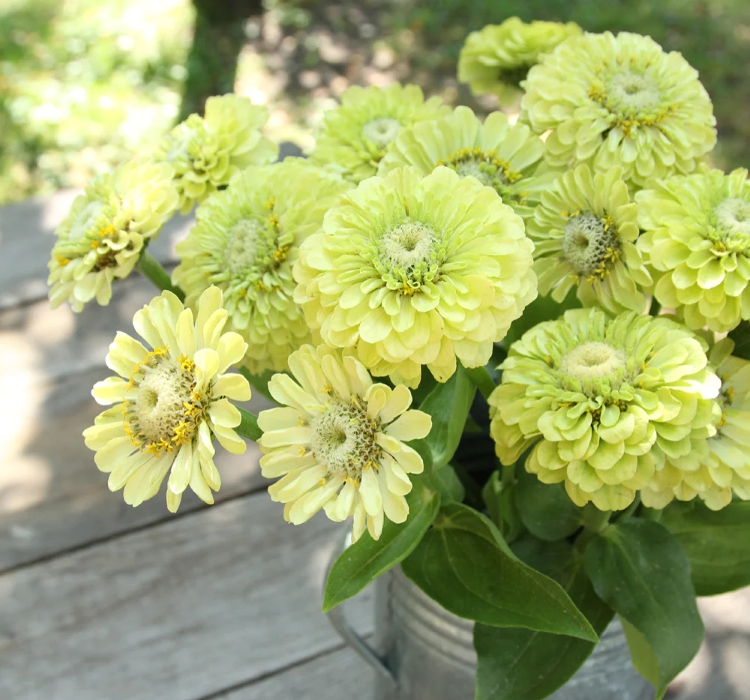 Zinnia%20-%20Kirli%20Hanım%20Tohumu%20(%20Dev%20çiçekli,%20Uzun%20Boylu%20)%20-%20Lime%20Renkli%20-%205%20Tohum