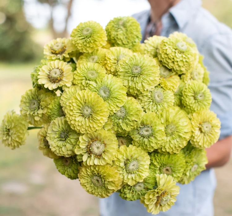Zinnia%20-%20Kirli%20Hanım%20Tohumu%20(%20Dev%20çiçekli,%20Uzun%20Boylu%20)%20-%20Lime%20Renkli%20-%205%20Tohum