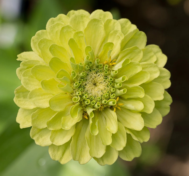 Zinnia%20-%20Kirli%20Hanım%20Tohumu%20(%20Dev%20çiçekli,%20Uzun%20Boylu%20)%20-%20Lime%20Renkli%20-%205%20Tohum