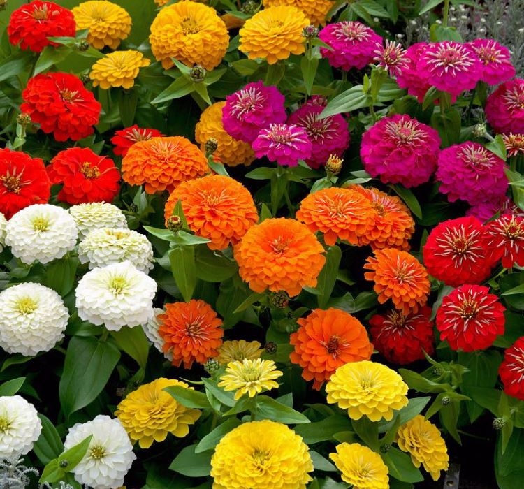 Zinnia%20(%20Kirli%20Hanım%20)%20Büyük%20Geniş%20Çiçekli%20-%20KARIŞIK%20(%205%20Tohum%20)