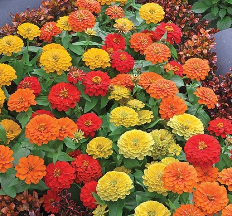 Zinnia%20(%20Kirli%20Hanım%20)%20Büyük%20Geniş%20Çiçekli%20-%20KARIŞIK%20(%205%20Tohum%20)