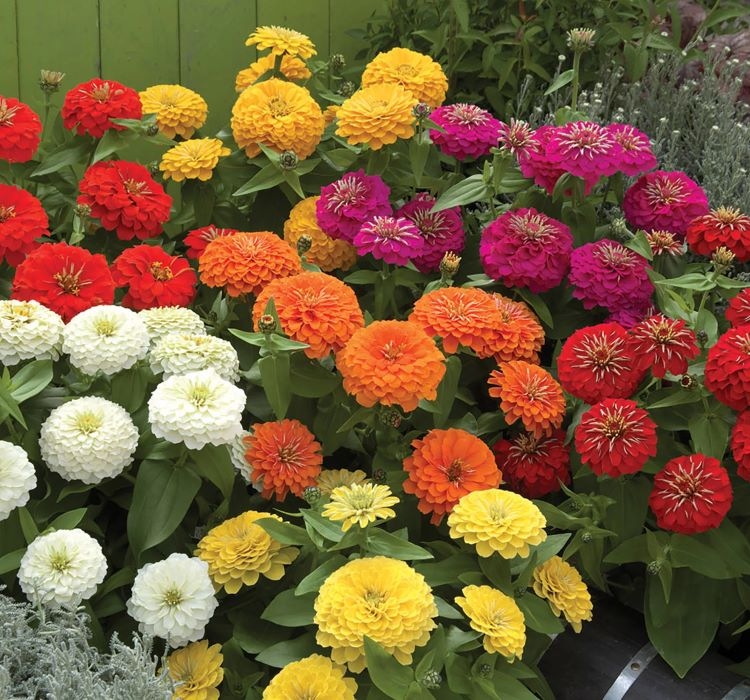 Zinnia%20(%20Kirli%20Hanım%20)%20Büyük%20Geniş%20Çiçekli%20-%20KARIŞIK%20(%205%20Tohum%20)