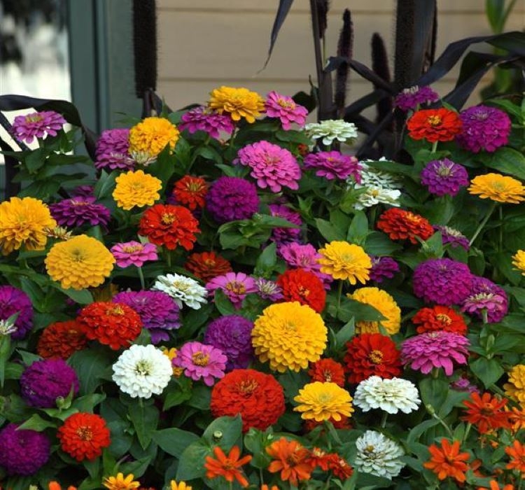 Zinnia%20(%20Kirli%20Hanım%20)%20Büyük%20Geniş%20Çiçekli%20-%20KARIŞIK%20(%205%20Tohum%20)