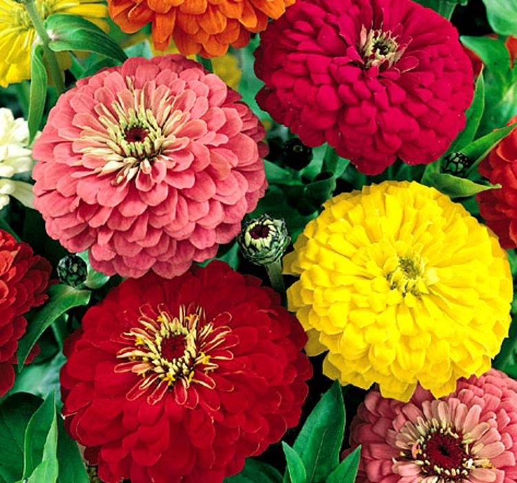 Zinnia%20(%20Kirli%20Hanım%20)%20Büyük%20Geniş%20Çiçekli%20-%20KARIŞIK%20(%205%20Tohum%20)