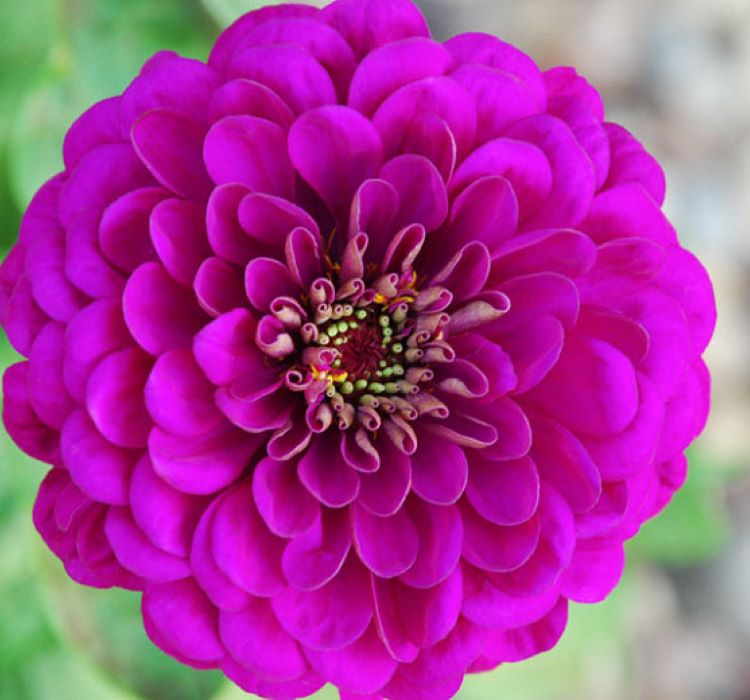 Zinnia%20-%20Kirli%20Hanım%20Tohumu%20(%20Dev%20çiçekli,%20Uzun%20Boylu%20)%20-%20Mor%20Renkli%20-%205%20Tohum