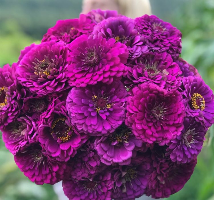 Zinnia%20-%20Kirli%20Hanım%20Tohumu%20(%20Dev%20çiçekli,%20Uzun%20Boylu%20)%20-%20Mor%20Renkli%20-%205%20Tohum