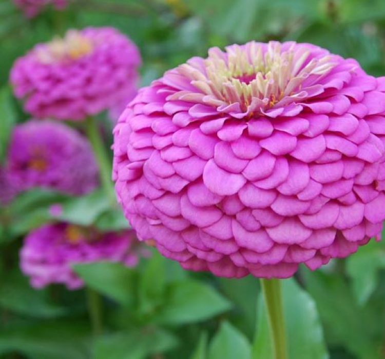 Zinnia%20-%20Kirli%20Hanım%20Tohumu%20(%20Dev%20çiçekli,%20Uzun%20Boylu%20)%20-%20Mor%20Renkli%20-%205%20Tohum