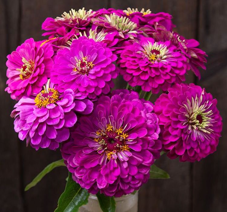Zinnia%20-%20Kirli%20Hanım%20Tohumu%20(%20Dev%20çiçekli,%20Uzun%20Boylu%20)%20-%20Mor%20Renkli%20-%205%20Tohum