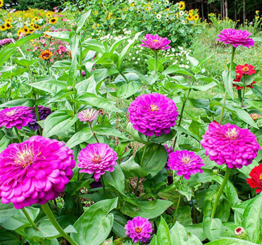 Zinnia%20-%20Kirli%20Hanım%20Tohumu%20(%20Dev%20çiçekli,%20Uzun%20Boylu%20)%20-%20Mor%20Renkli%20-%205%20Tohum