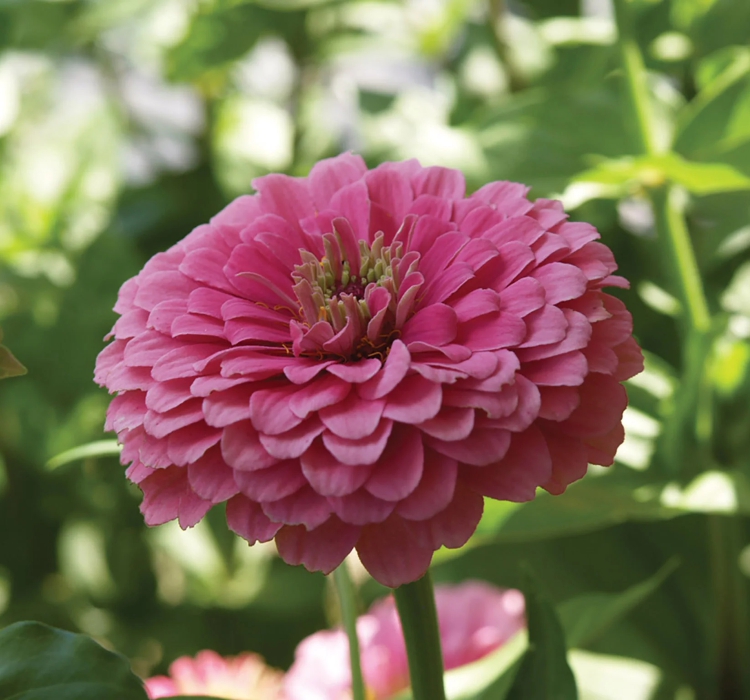 Zinnia%20-%20Kirli%20Hanım%20Tohumu%20(%20Dev%20çiçekli,%20Uzun%20Boylu%20)%20-%20Pembe%20Renkli%20-%205%20Tohum