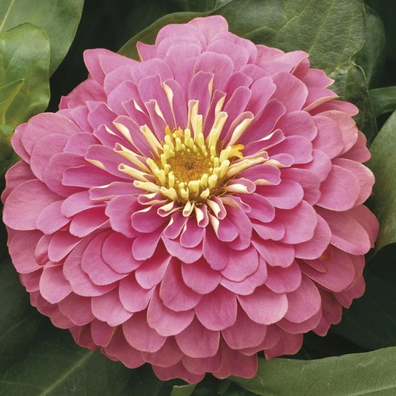 Zinnia%20Bodur%20Seri%20Pembe%20Renk%20-%20Saksılık%205%20Tohum