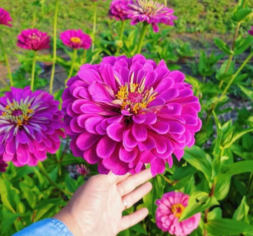 Zinnia%20-%20Kirli%20Hanım%20Tohumu%20(%20Dev%20çiçekli,%20Uzun%20Boylu%20)%20-%20Pembe%20Renkli%20-%205%20Tohum