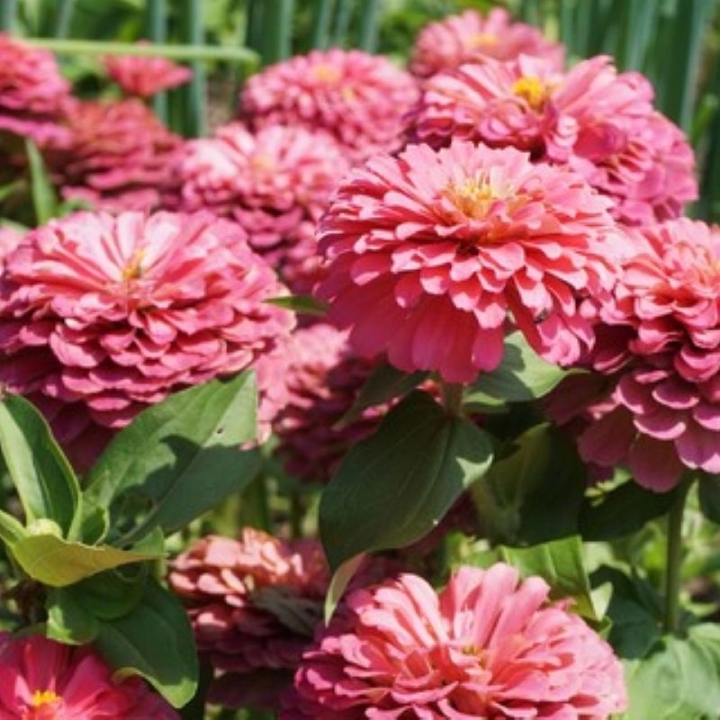 Zinnia%20Bodur%20Seri%20Pembe%20Renk%20-%20Saksılık%205%20Tohum