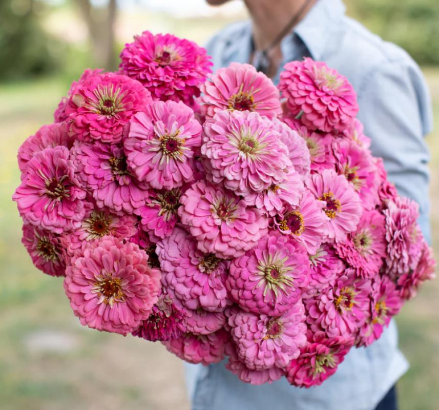 Zinnia%20-%20Kirli%20Hanım%20Tohumu%20(%20Dev%20çiçekli,%20Uzun%20Boylu%20)%20-%20Pembe%20Renkli%20-%205%20Tohum