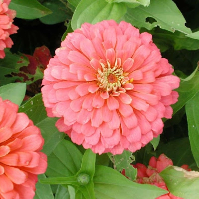 Zinnia%20Bodur%20Seri%20Pembe%20Renk%20-%20Saksılık%205%20Tohum