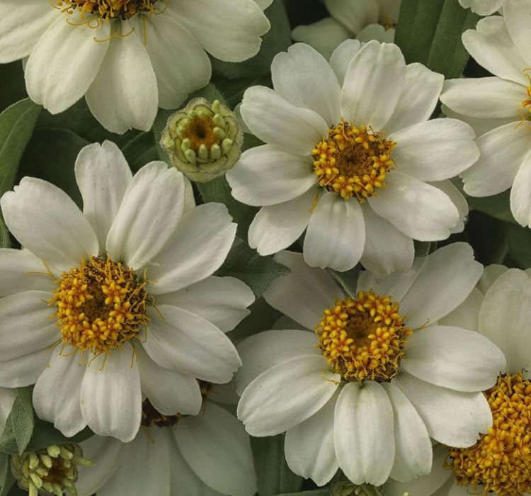 Zinnia%20Çiçeği%20Tohumu%20(%20Mini%20Çiçekli,%20Kirli%20Hanım%20)%20Beyaz%20Renkli%20-%205%20Tohum