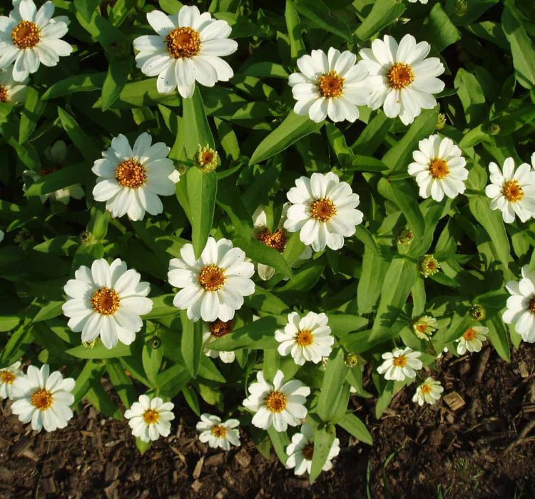 Zinnia%20Çiçeği%20Tohumu%20(%20Mini%20Çiçekli,%20Kirli%20Hanım%20)%20Beyaz%20Renkli%20-%205%20Tohum