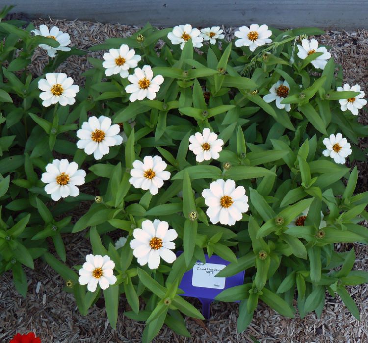 Zinnia%20Çiçeği%20Tohumu%20(%20Mini%20Çiçekli,%20Kirli%20Hanım%20)%20Beyaz%20Renkli%20-%205%20Tohum