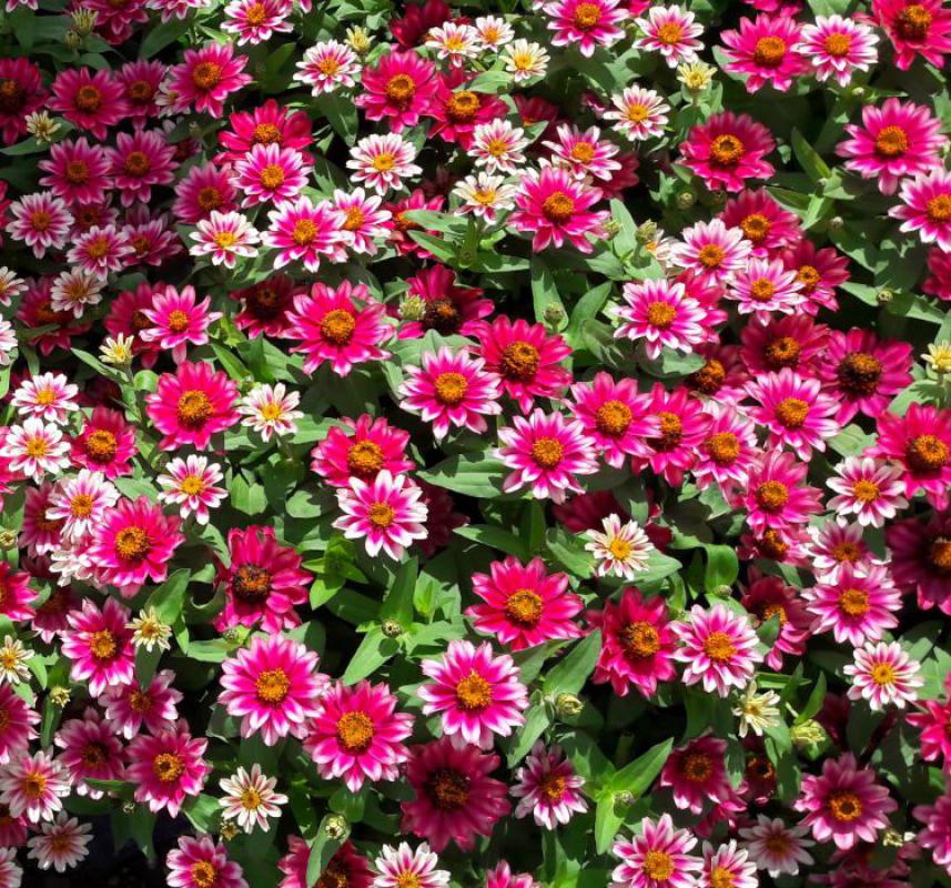 Zinnia%20Çiçeği%20Tohumu%20(%20Mini%20Çiçekli,%20Kirli%20Hanım%20)%20Cherry%20Renkli%20-%205%20Tohum