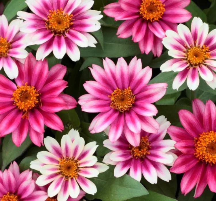 Zinnia%20Çiçeği%20Tohumu%20(%20Mini%20Çiçekli,%20Kirli%20Hanım%20)%20Cherry%20Renkli%20-%205%20Tohum