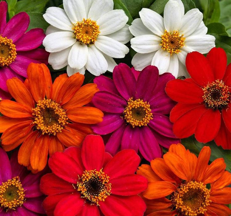 Zinnia%20Çiçeği%20Tohumu%20(%20Mini%20Çiçekli,%20Kirli%20Hanım%20)%20Karışık%20Renkli%20-%205%20Tohum