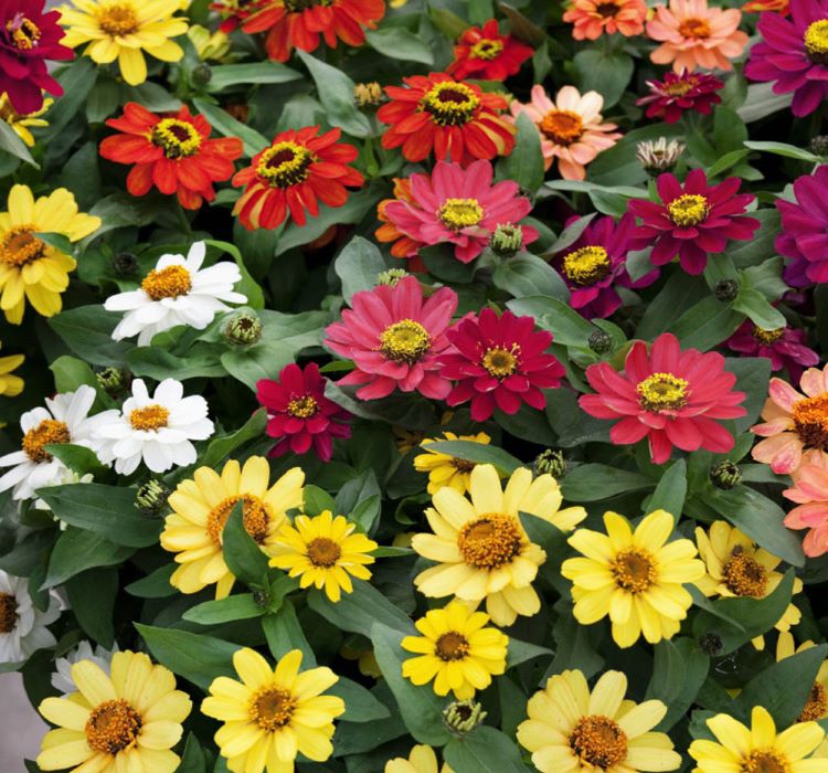 Zinnia%20Çiçeği%20Tohumu%20(%20Mini%20Çiçekli,%20Kirli%20Hanım%20)%20Karışık%20Renkli%20-%205%20Tohum