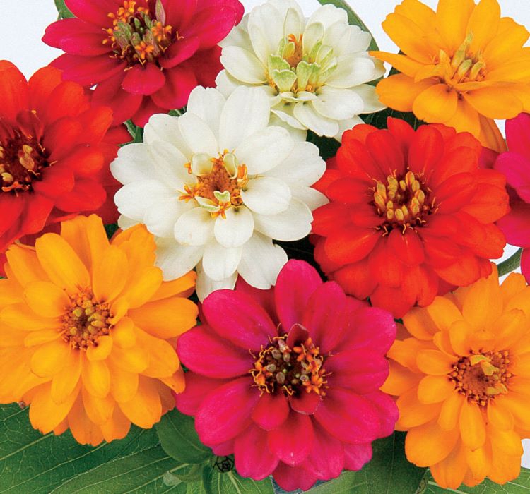 Zinnia%20Çiçeği%20Tohumu%20(%20Mini%20Çiçekli,%20Kirli%20Hanım%20)%20Karışık%20Renkli%20-%205%20Tohum