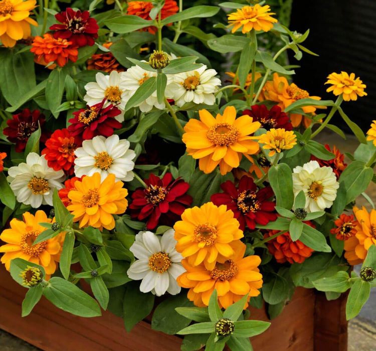 Zinnia%20Çiçeği%20Tohumu%20(%20Mini%20Çiçekli,%20Kirli%20Hanım%20)%20Karışık%20Renkli%20-%205%20Tohum