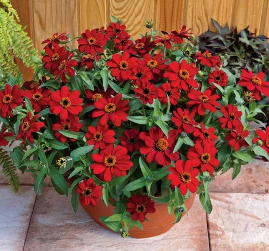 Zinnia%20Çiçeği%20Tohumu%20(%20Mini%20Çiçekli,%20Kirli%20Hanım%20)%20Kırmızı%20Renkli%20-%205%20Tohum