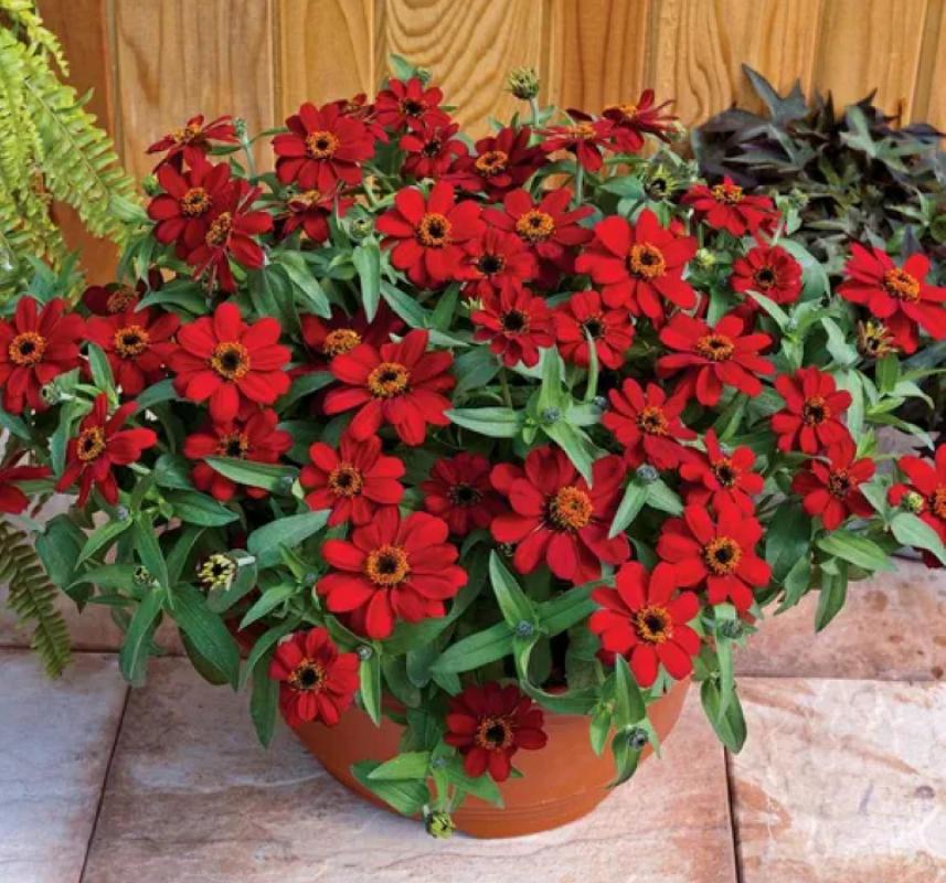 Zinnia%20Çiçeği%20Tohumu%20(%20Mini%20Çiçekli,%20Kirli%20Hanım%20)%20Kırmızı%20Renkli%20-%205%20Tohum