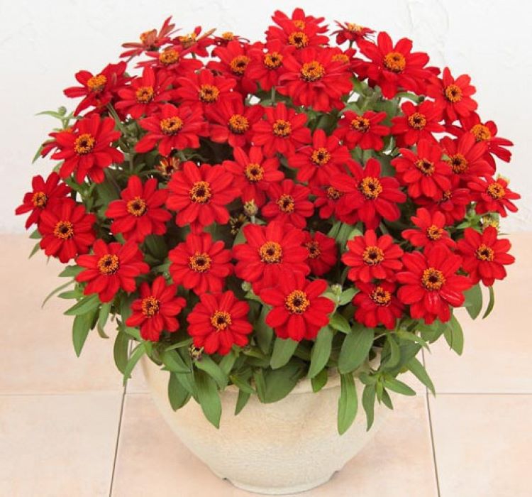 Zinnia%20Çiçeği%20Tohumu%20(%20Mini%20Çiçekli,%20Kirli%20Hanım%20)%20Kırmızı%20Renkli%20-%205%20Tohum