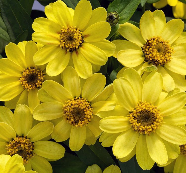 Zinnia%20Sarı%20Renkli%20-%20Mini%20çok%20çiçekli%20(%205%20Tohum%20)