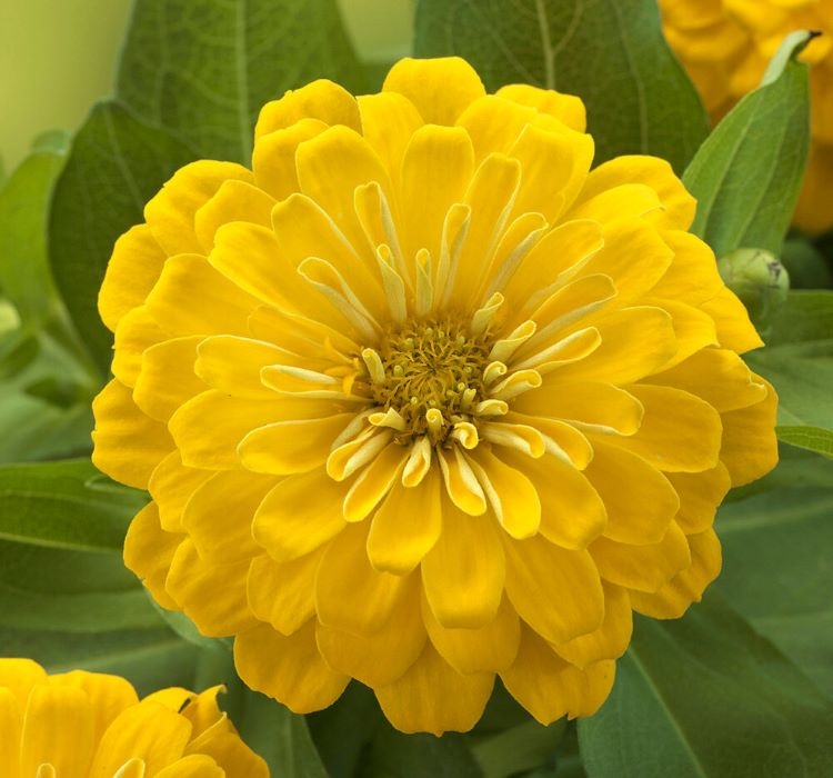 Zinnia%20(%20Kirli%20Hanım%20)%20Büyük%20Geniş%20Çiçekli%20-%20SARI%20(%205%20Tohum%20)